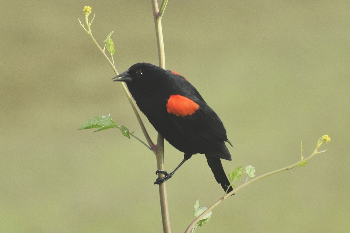 Red-winged Blackbird - ML618681209