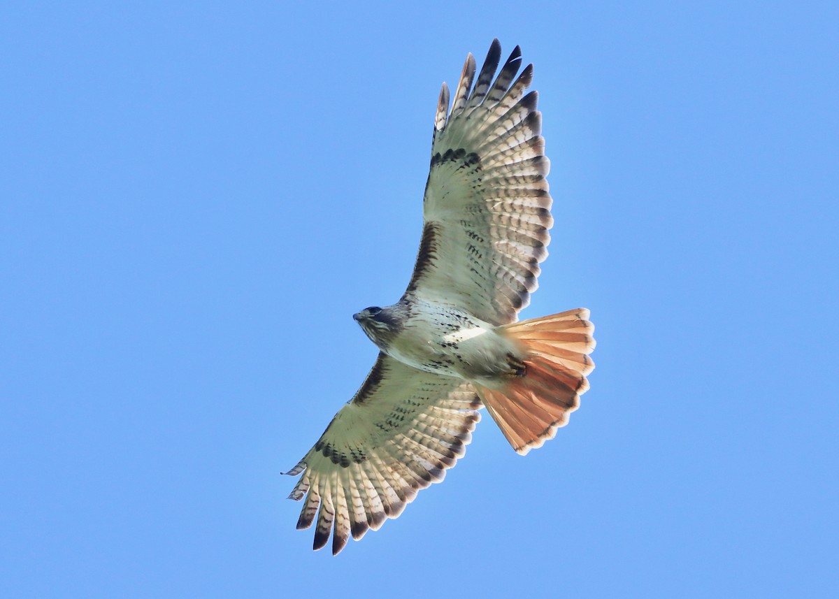 Red-tailed Hawk - ML618681215