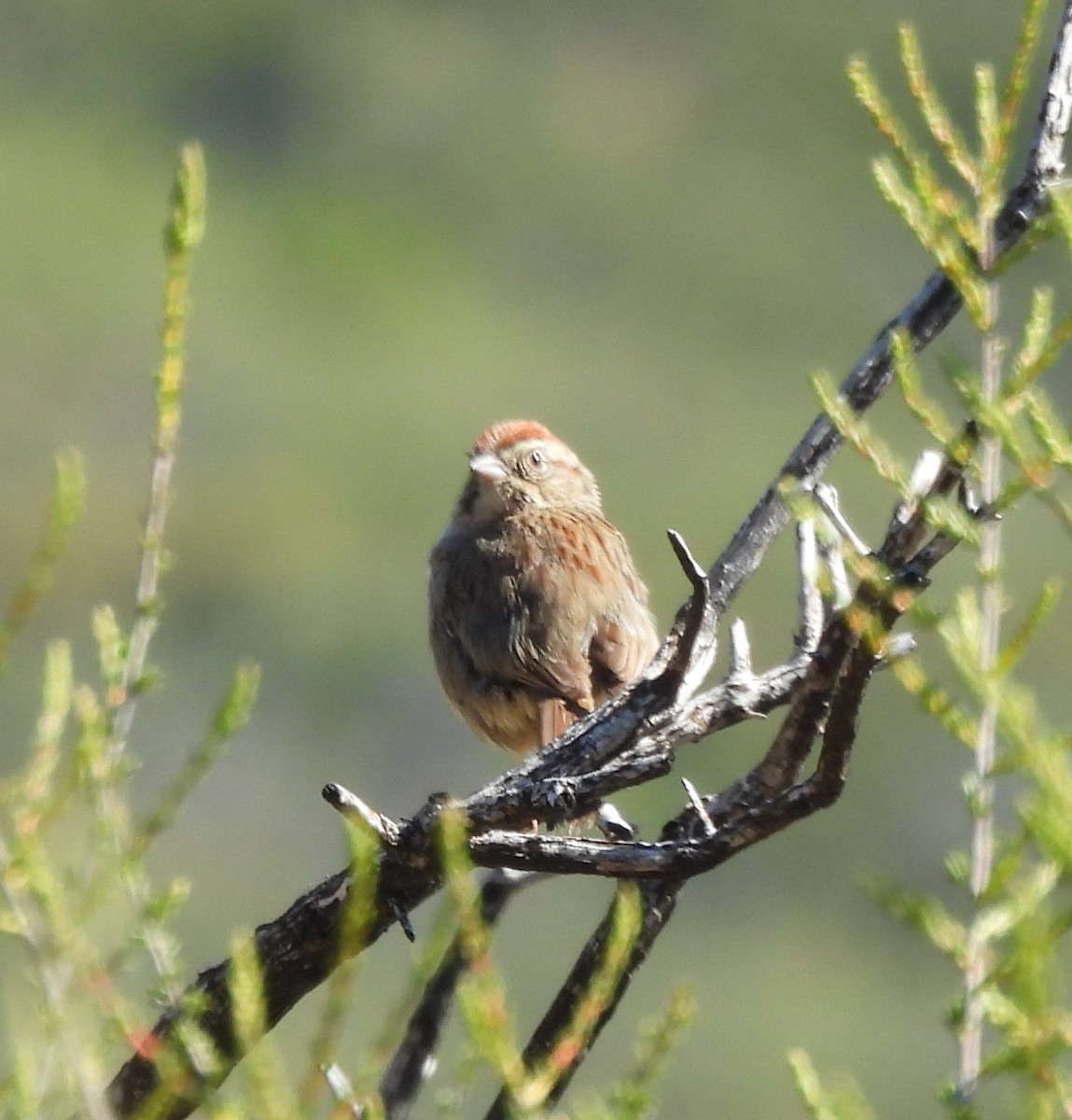 Rufous-crowned Sparrow - ML618681216
