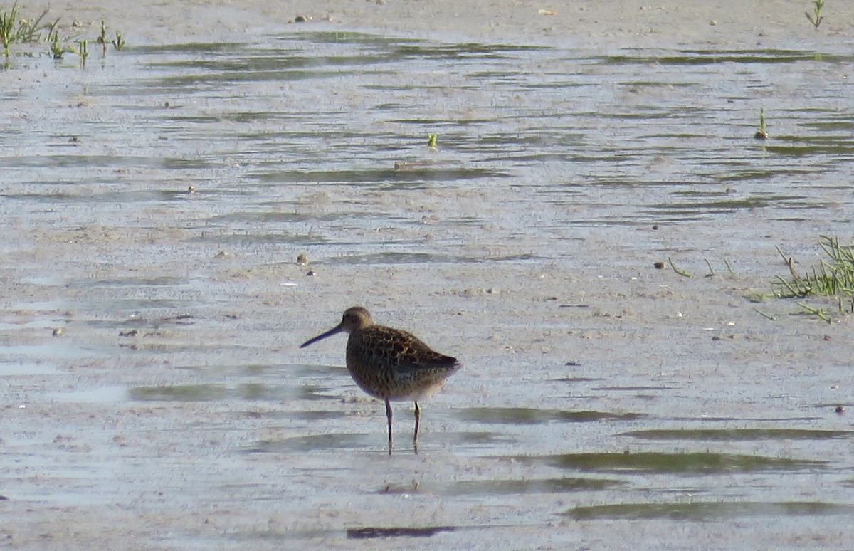 Long-billed Dowitcher - ML618681236