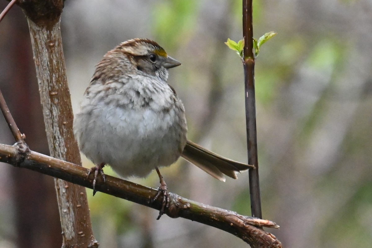 White-throated Sparrow - ML618681289