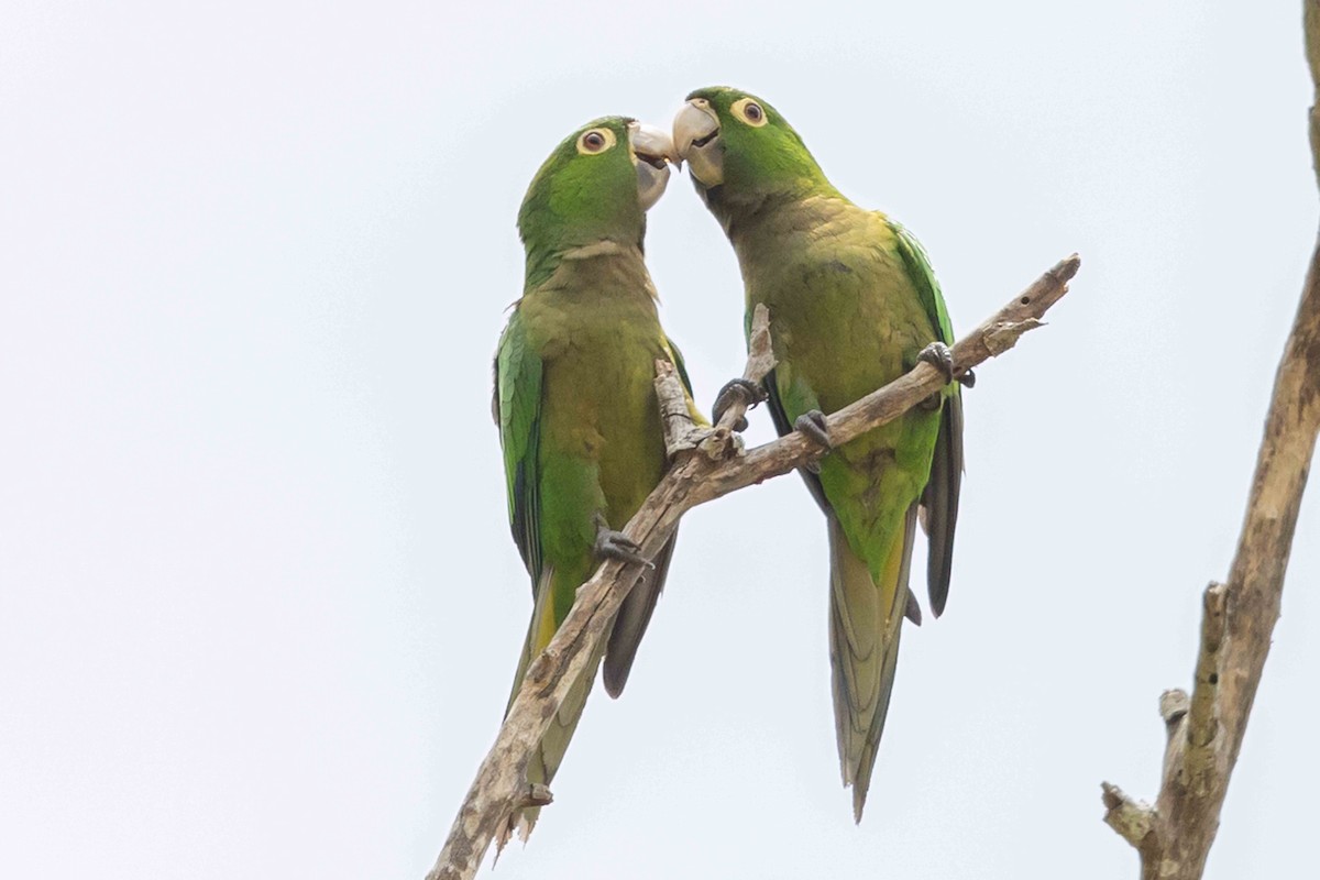 Olive-throated Parakeet - ML618681290