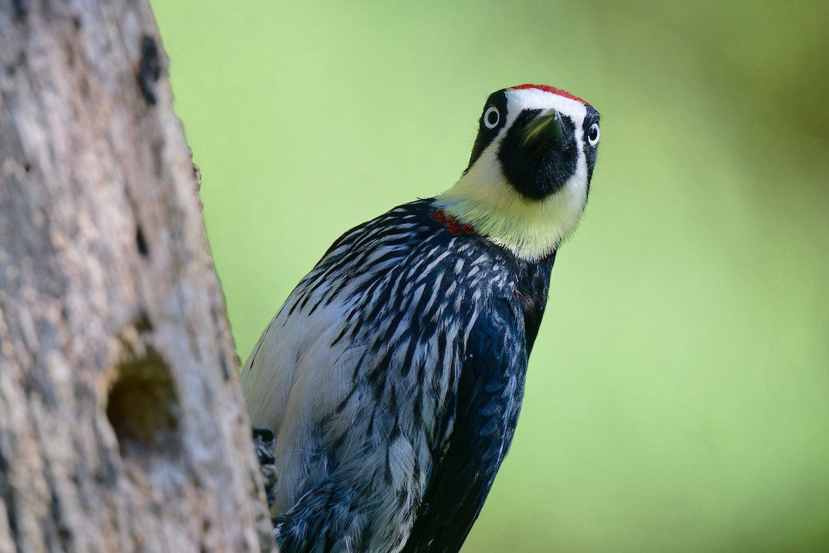 Acorn Woodpecker - ML618681295