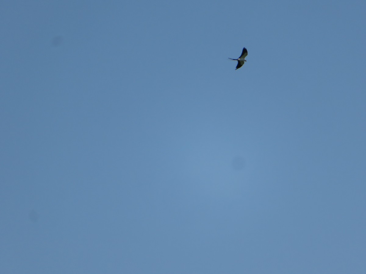 Swallow-tailed Kite - ML618681297