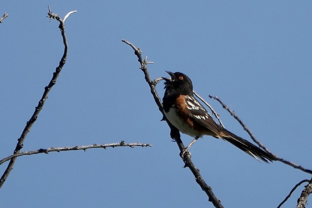 Spotted Towhee - ML618681299