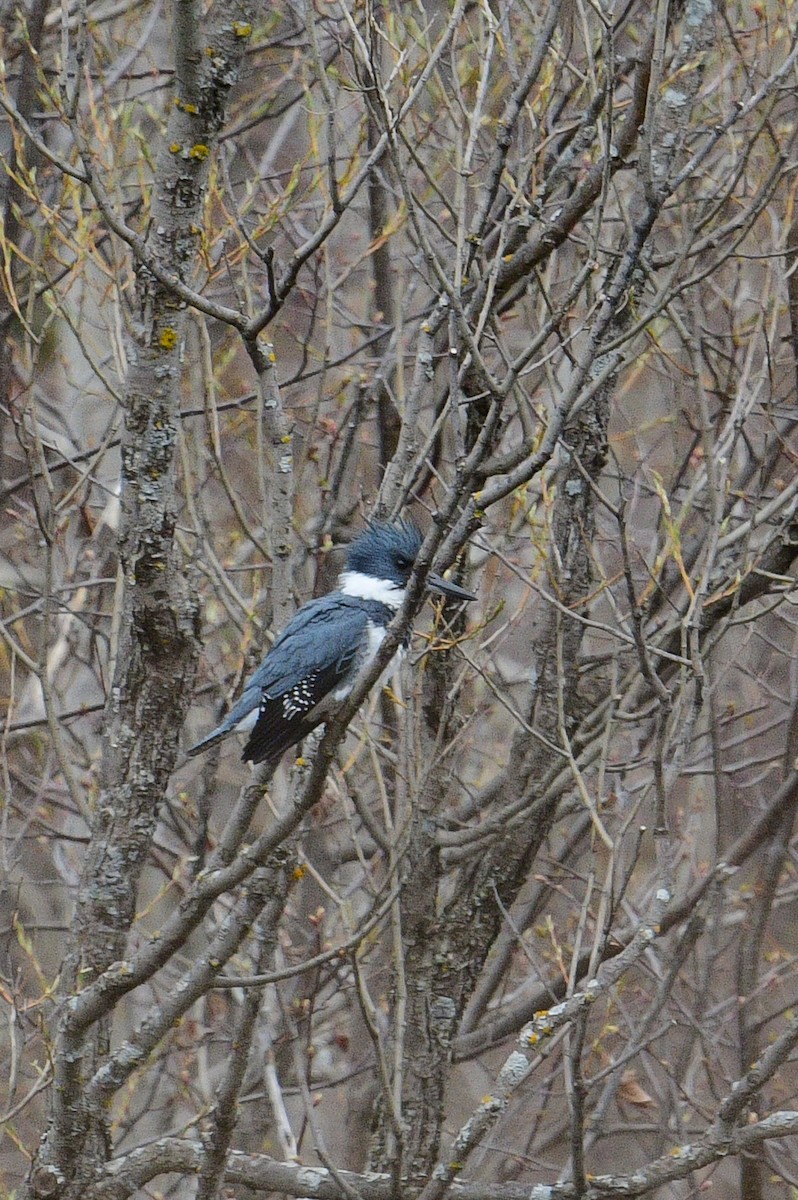Belted Kingfisher - ML618681308