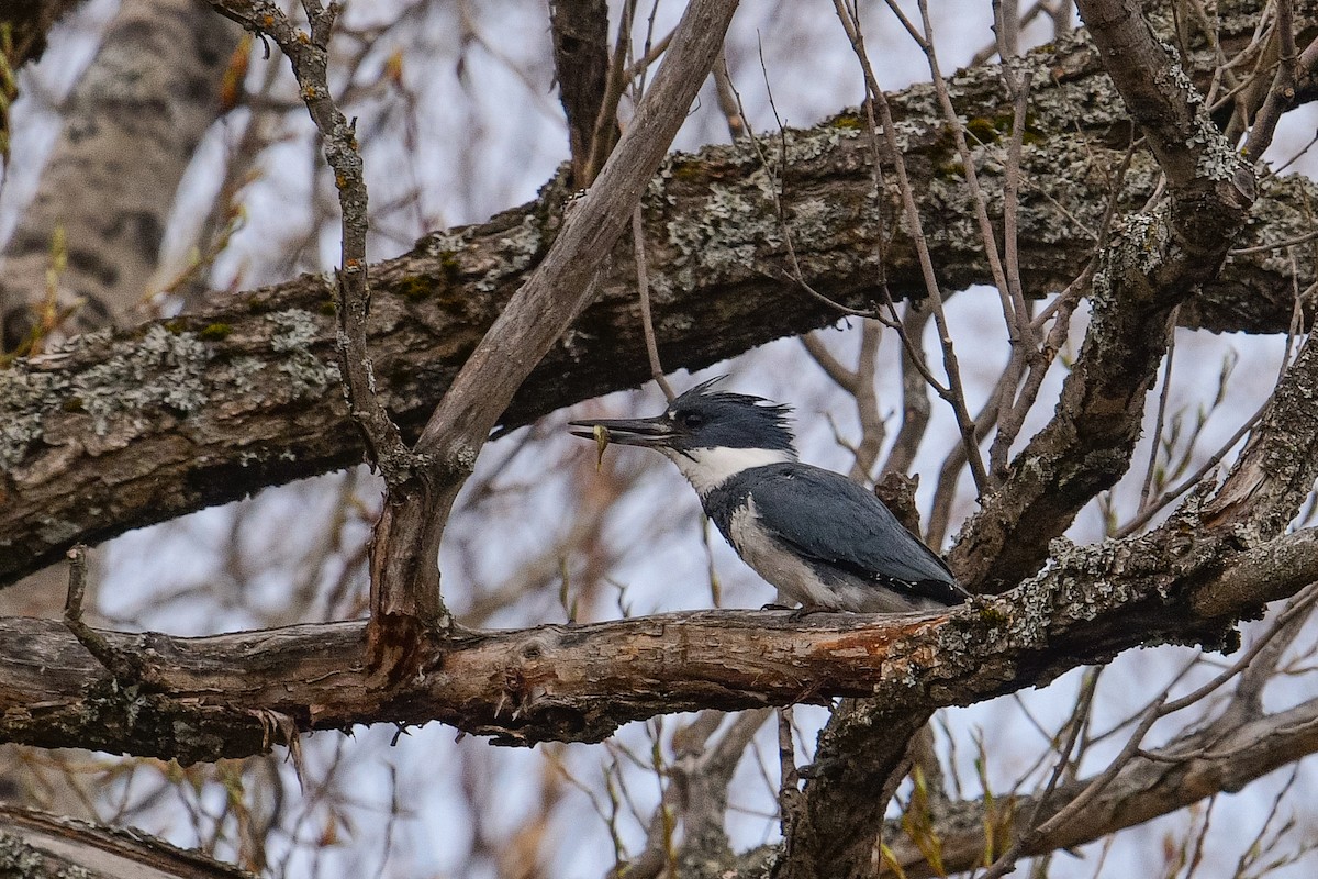Belted Kingfisher - ML618681309