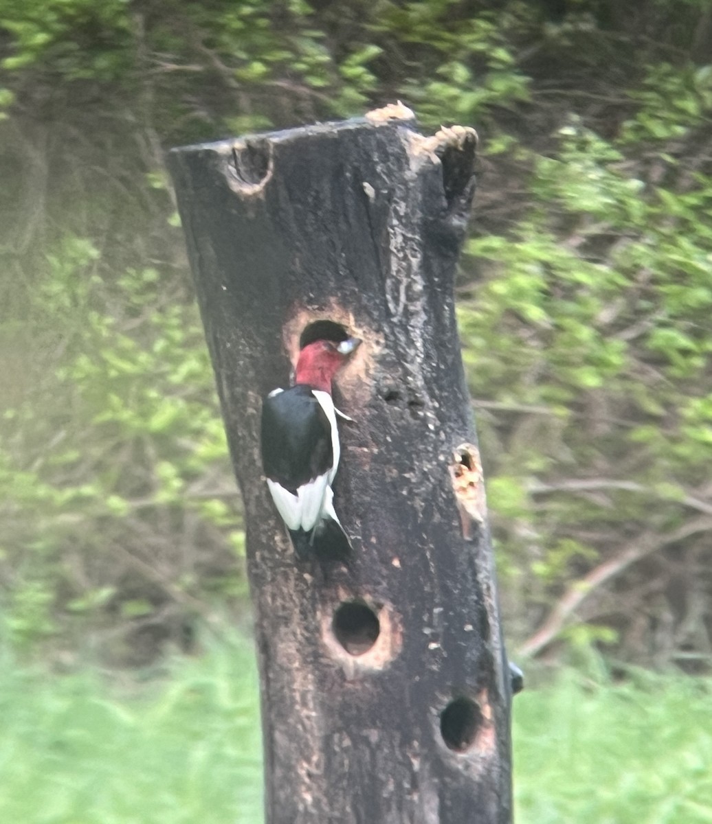 Red-headed Woodpecker - ML618681327