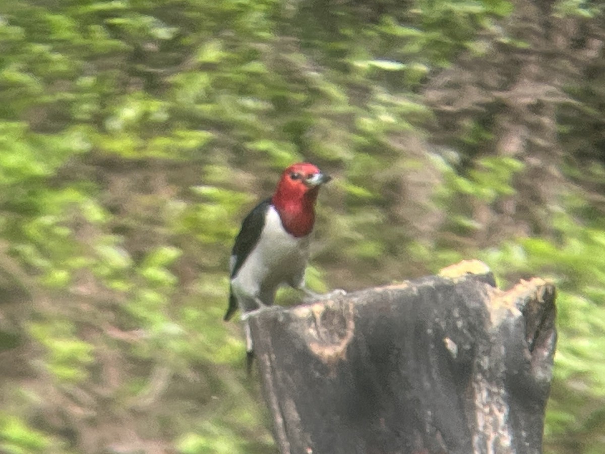 Red-headed Woodpecker - ML618681328