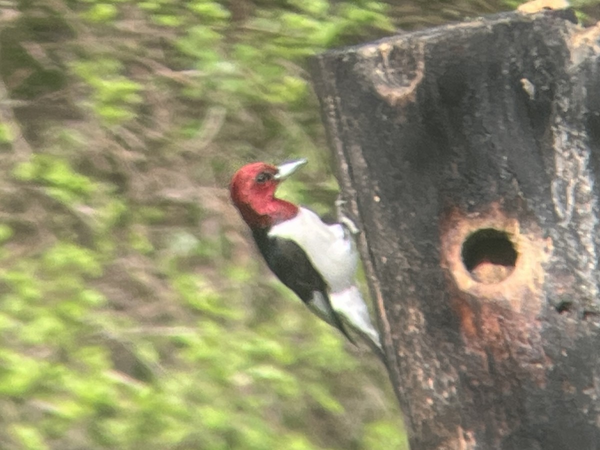 Red-headed Woodpecker - ML618681329