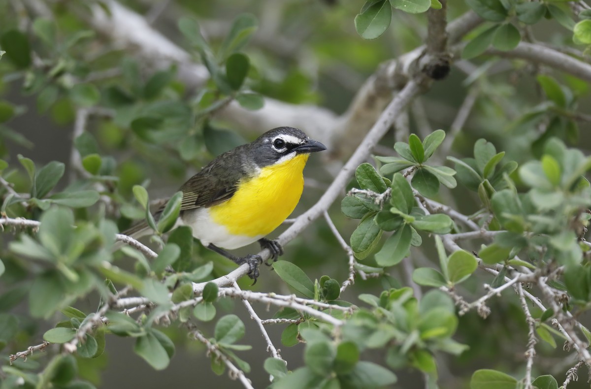 Yellow-breasted Chat - ML618681338