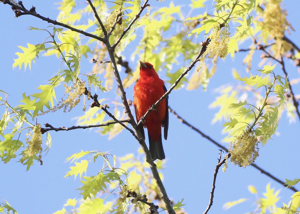 Scarlet Tanager - ML618681368