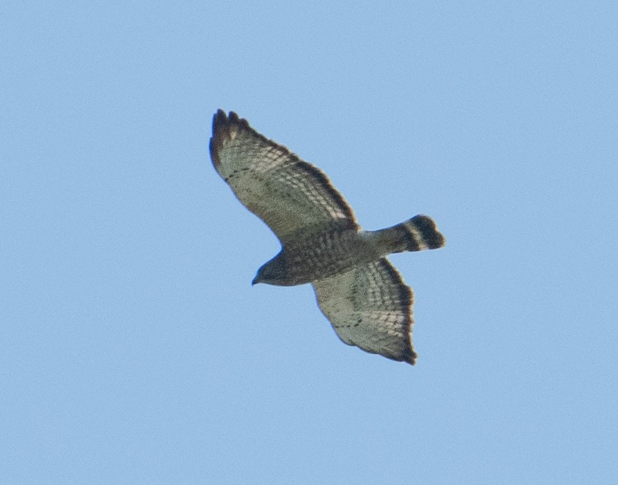 Broad-winged Hawk - ML618681386