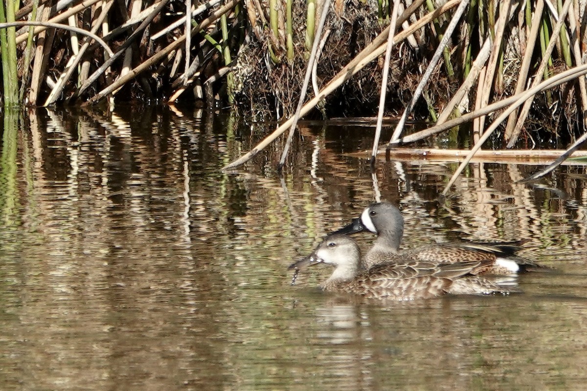 Blue-winged Teal - ML618681389
