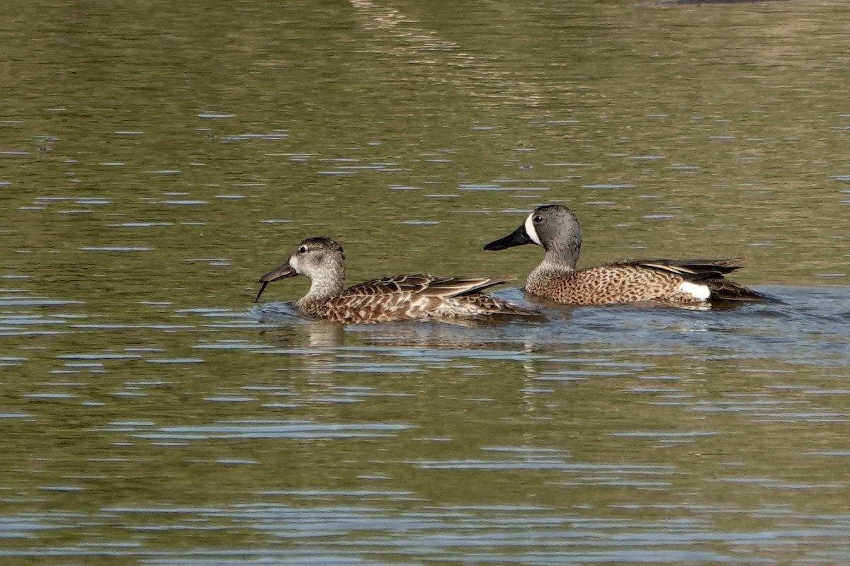Blue-winged Teal - ML618681391