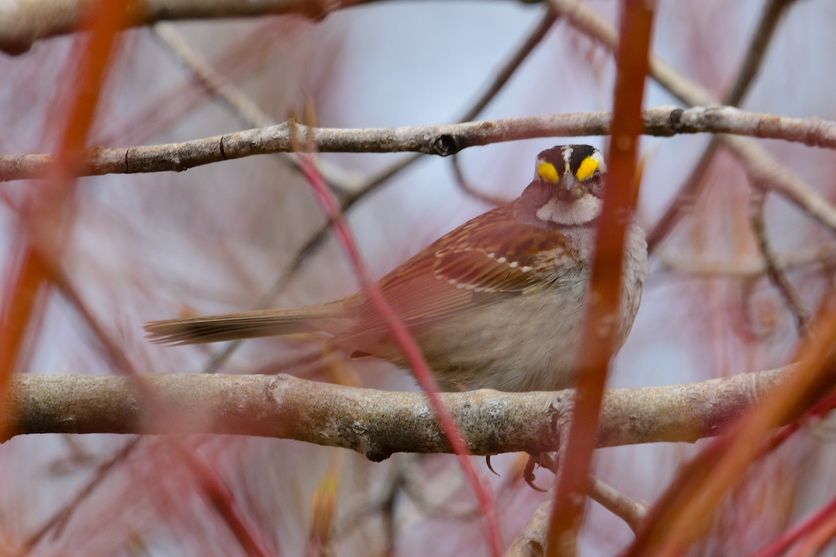 White-throated Sparrow - ML618681404