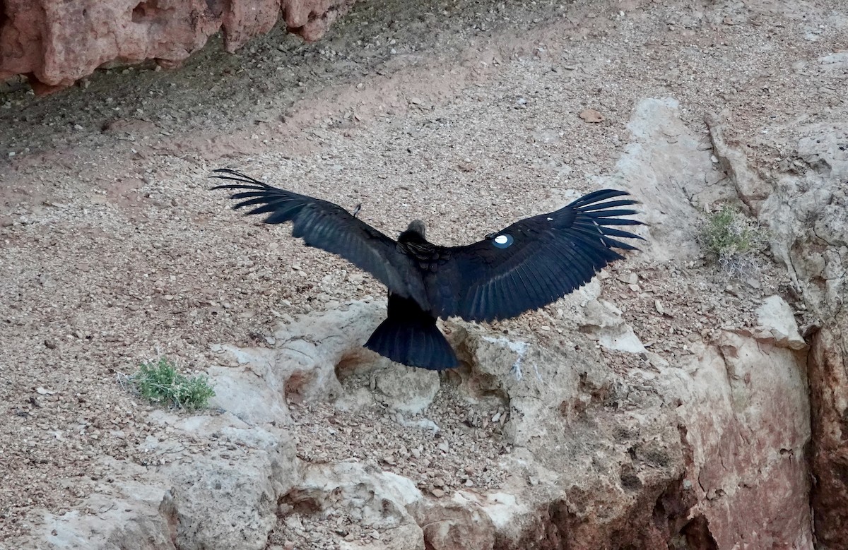 Condor de Californie - ML618681425