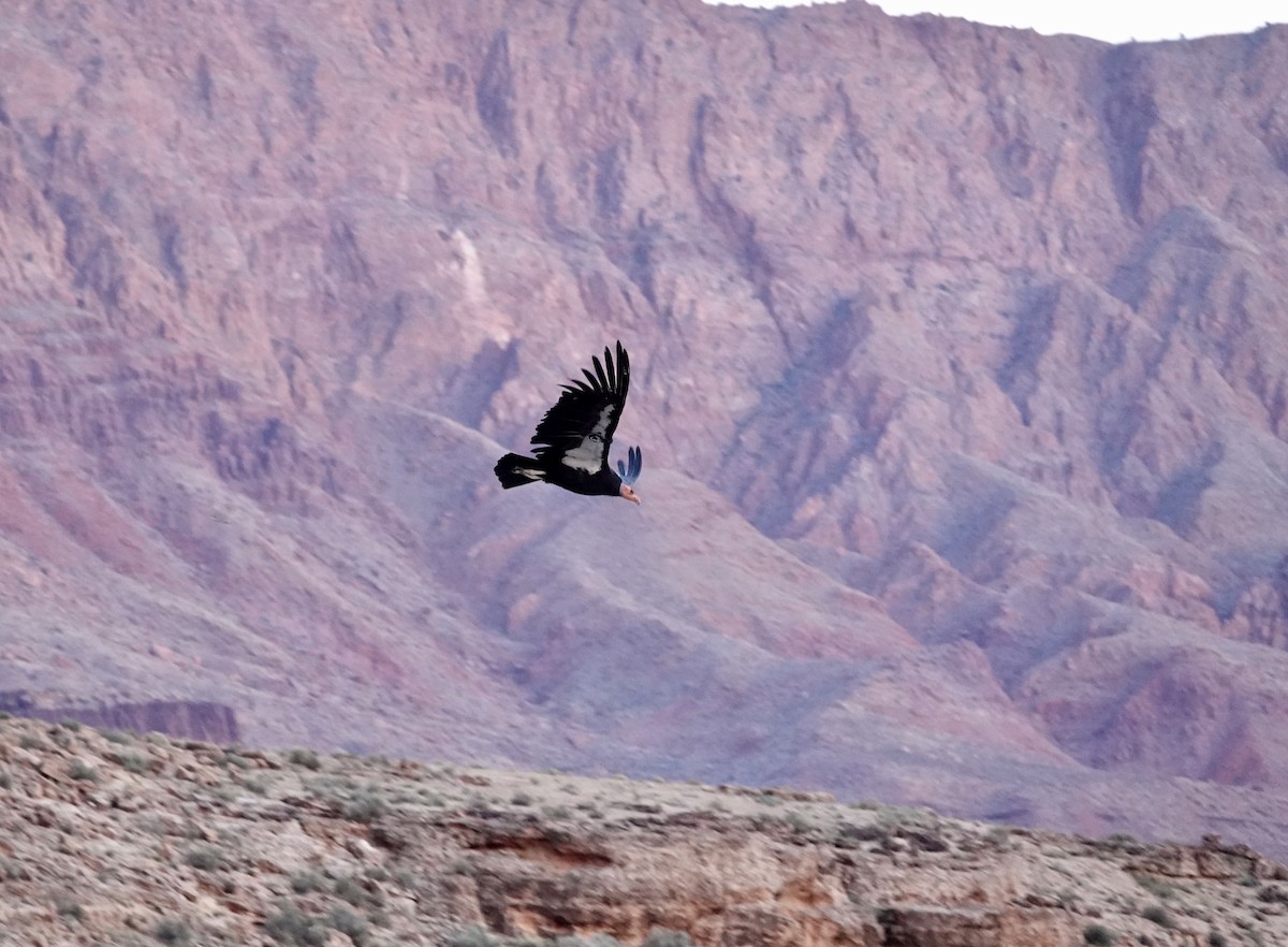 California Condor - Andrew Bailey
