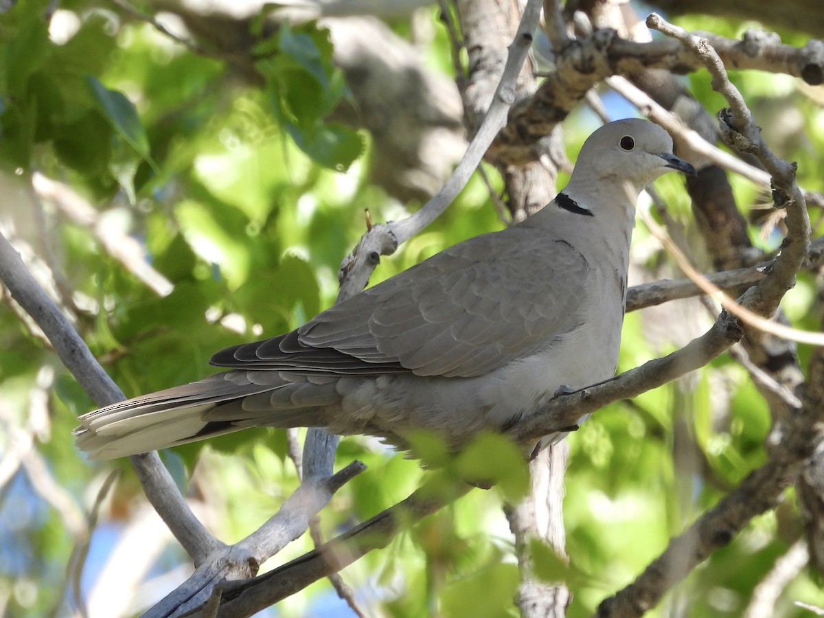 Eurasian Collared-Dove - ML618681438