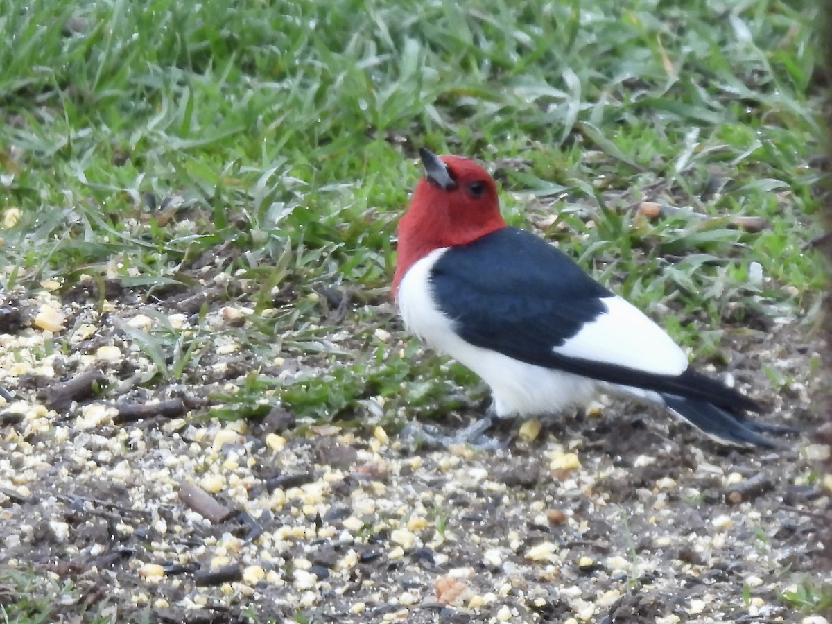 Red-headed Woodpecker - ML618681458
