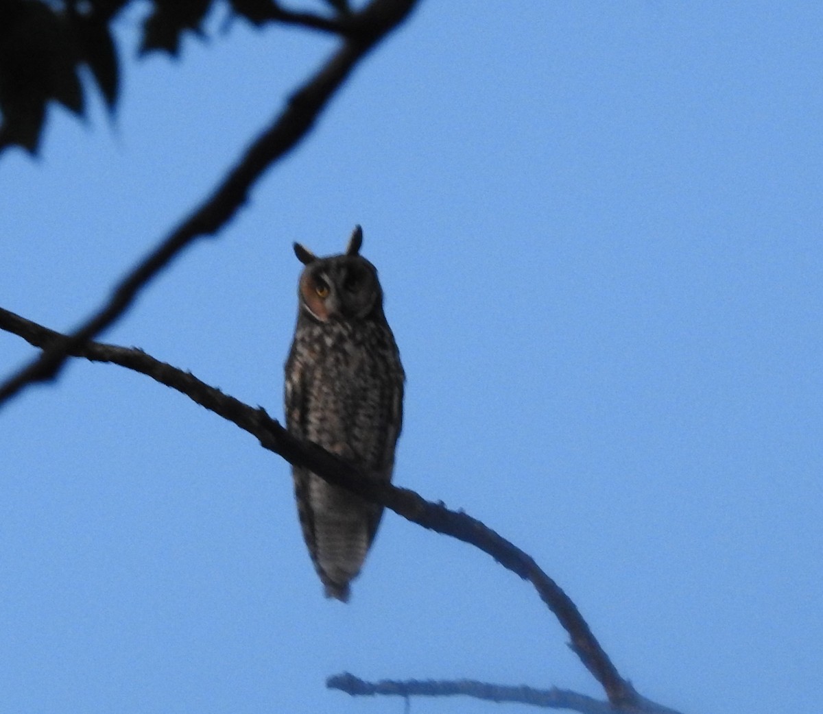 Long-eared Owl - ML618681477