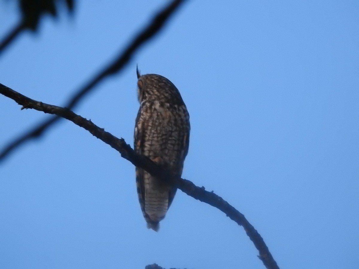 Long-eared Owl - ML618681478