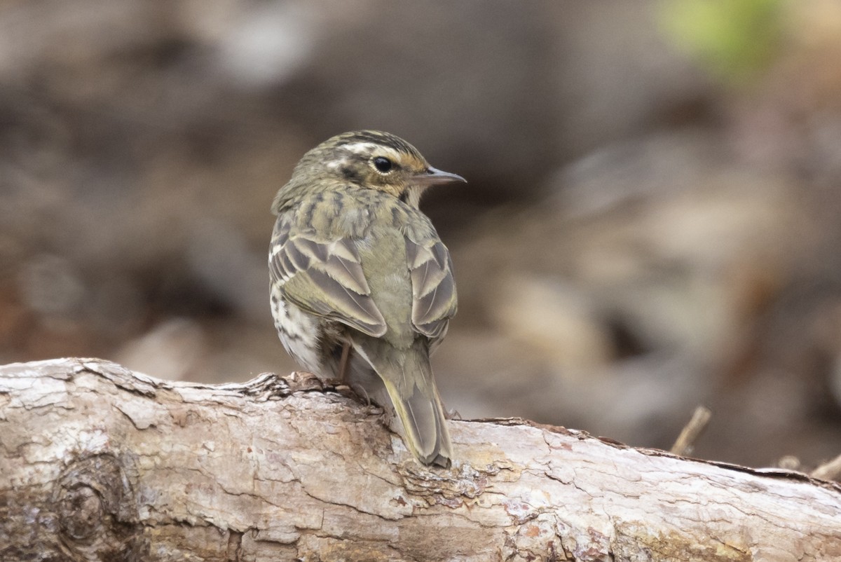 Olive-backed Pipit - ML618681508