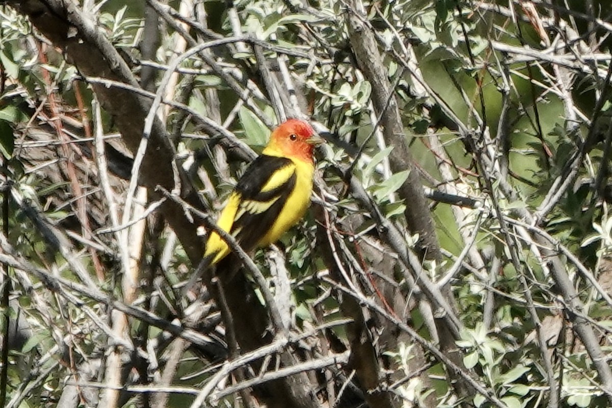 Western Tanager - ML618681519