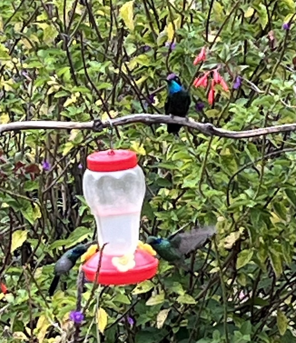 Talamanca Hummingbird - ML618681542