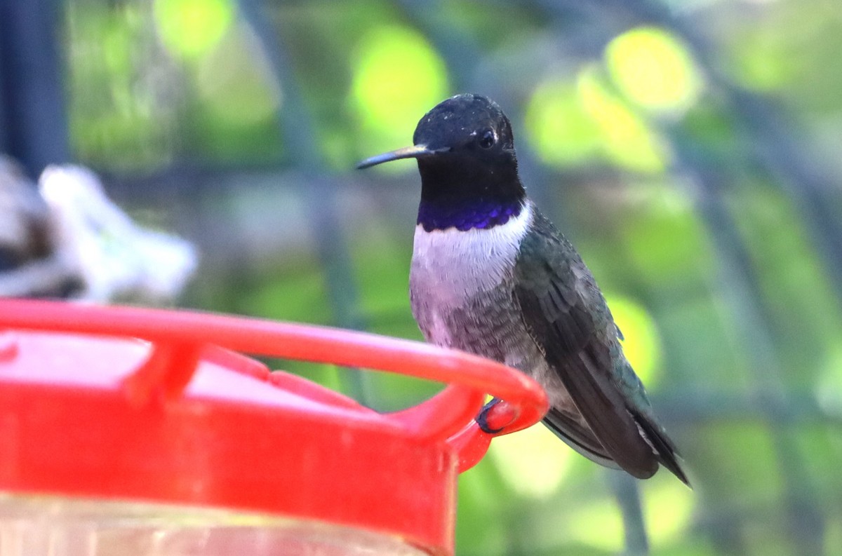 Black-chinned Hummingbird - ML618681565