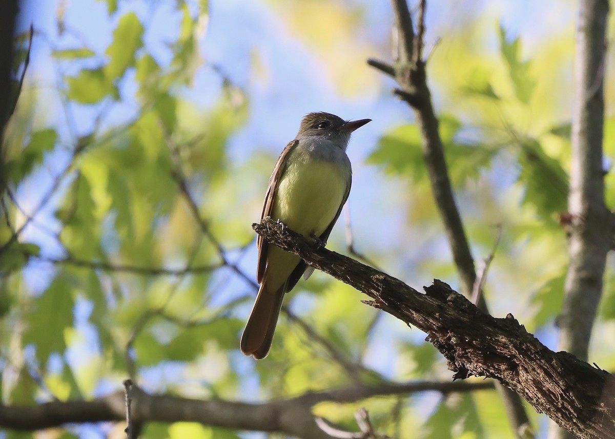 Great Crested Flycatcher - ML618681602