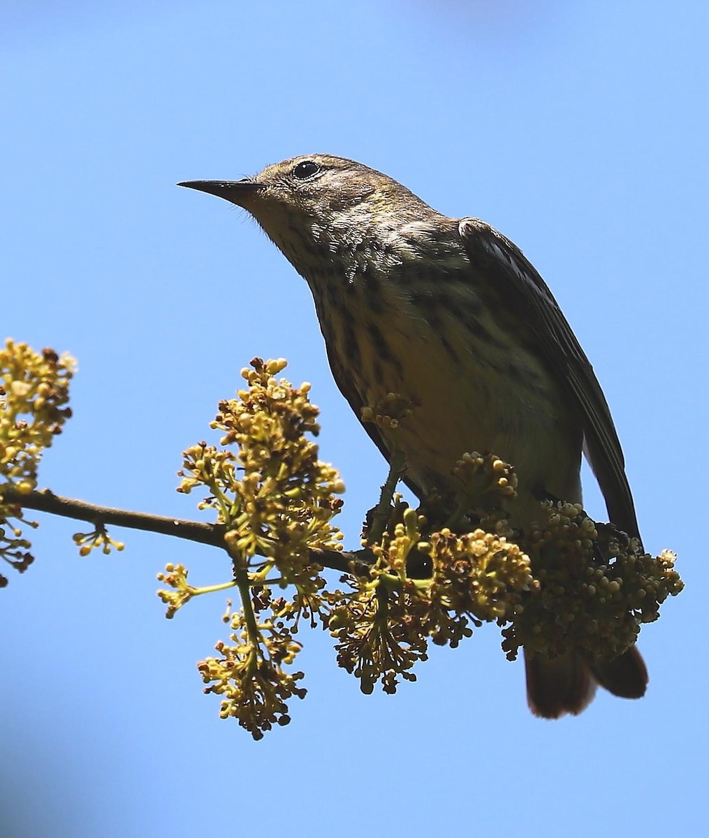 Cape May Warbler - ML618681613