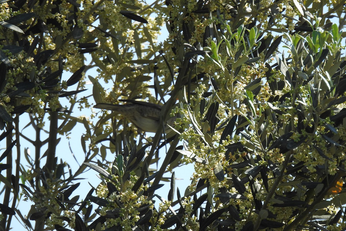 Olive-tree Warbler - Peter Hines