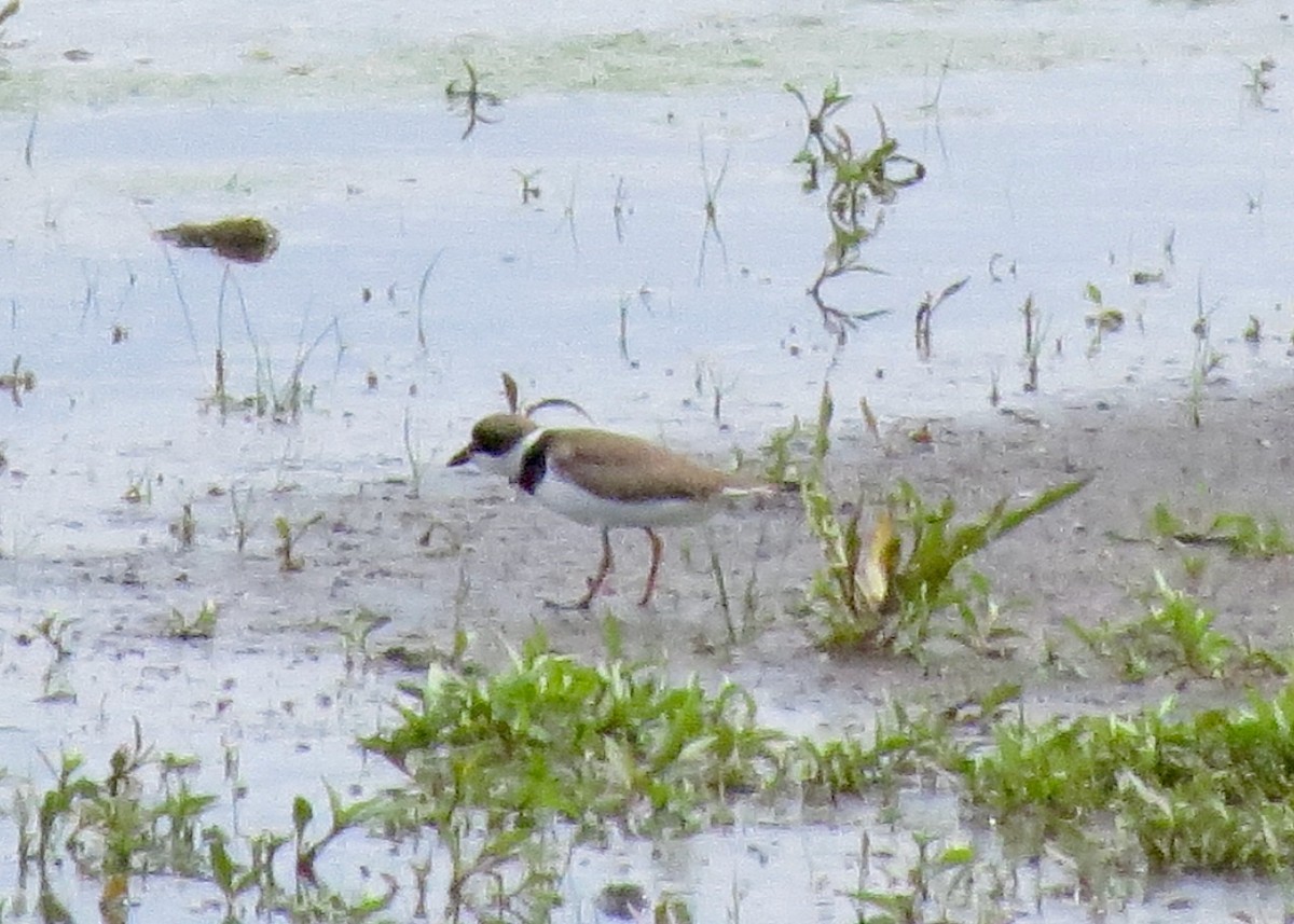 Semipalmated Plover - ML618681636