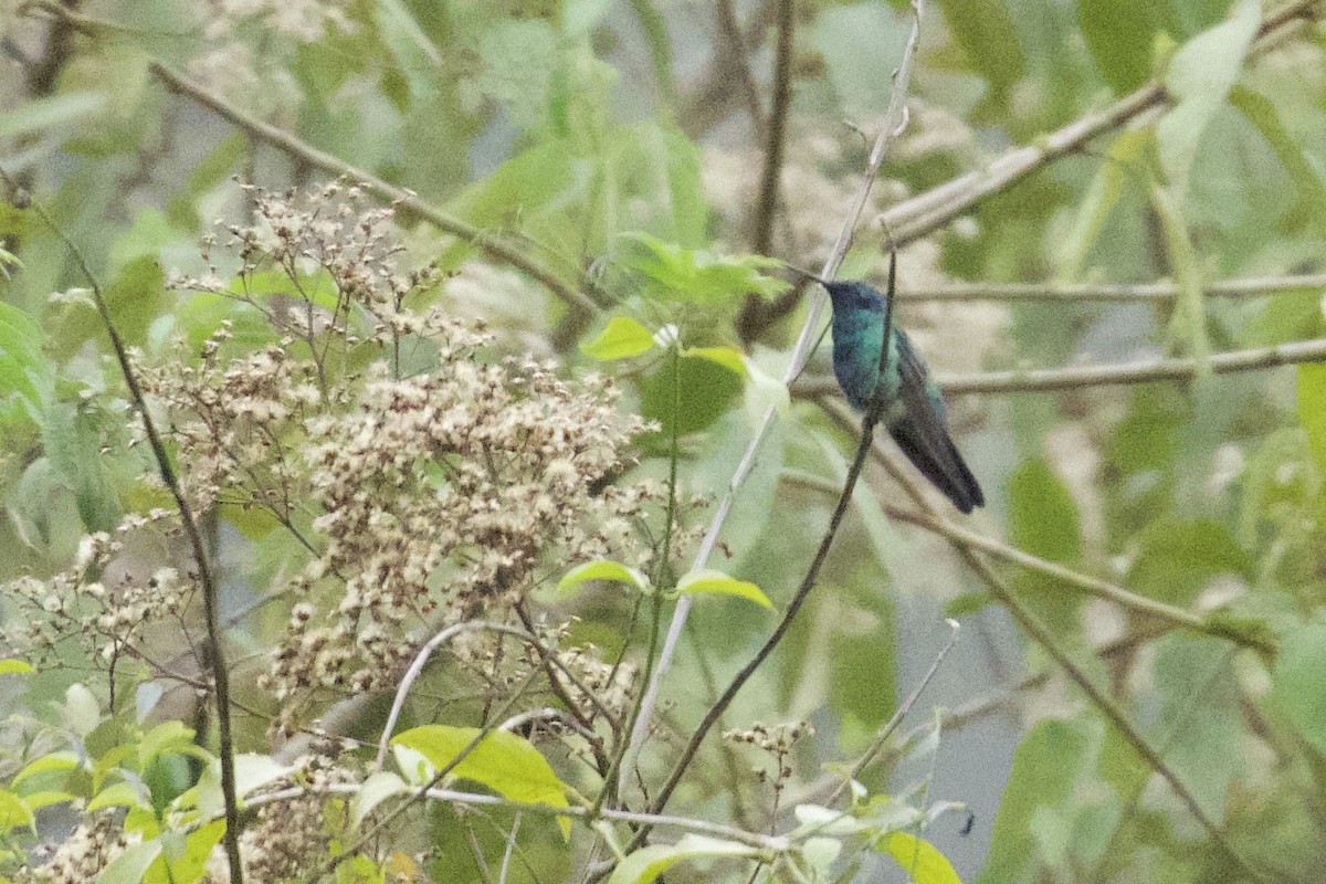 kolibřík modrolící - ML618681651
