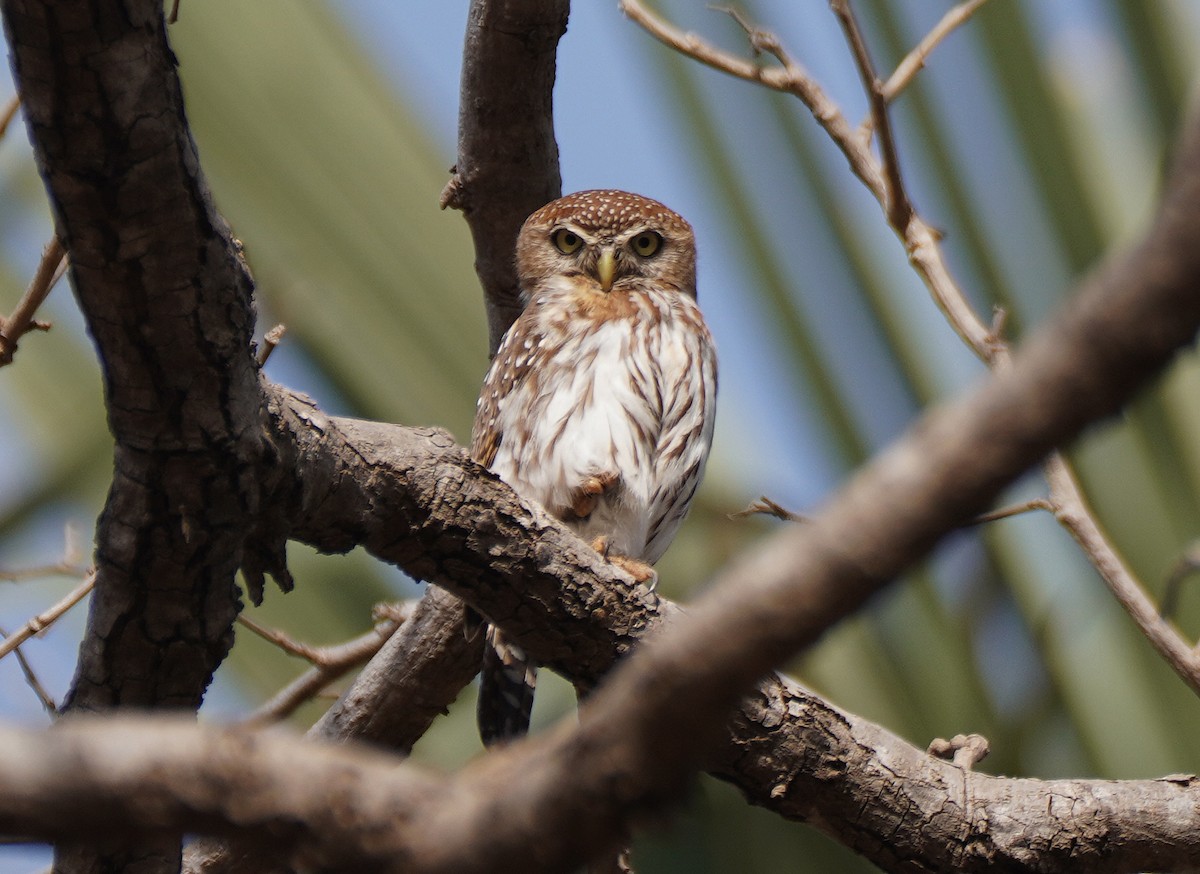 Pearl-spotted Owlet - ML618681704
