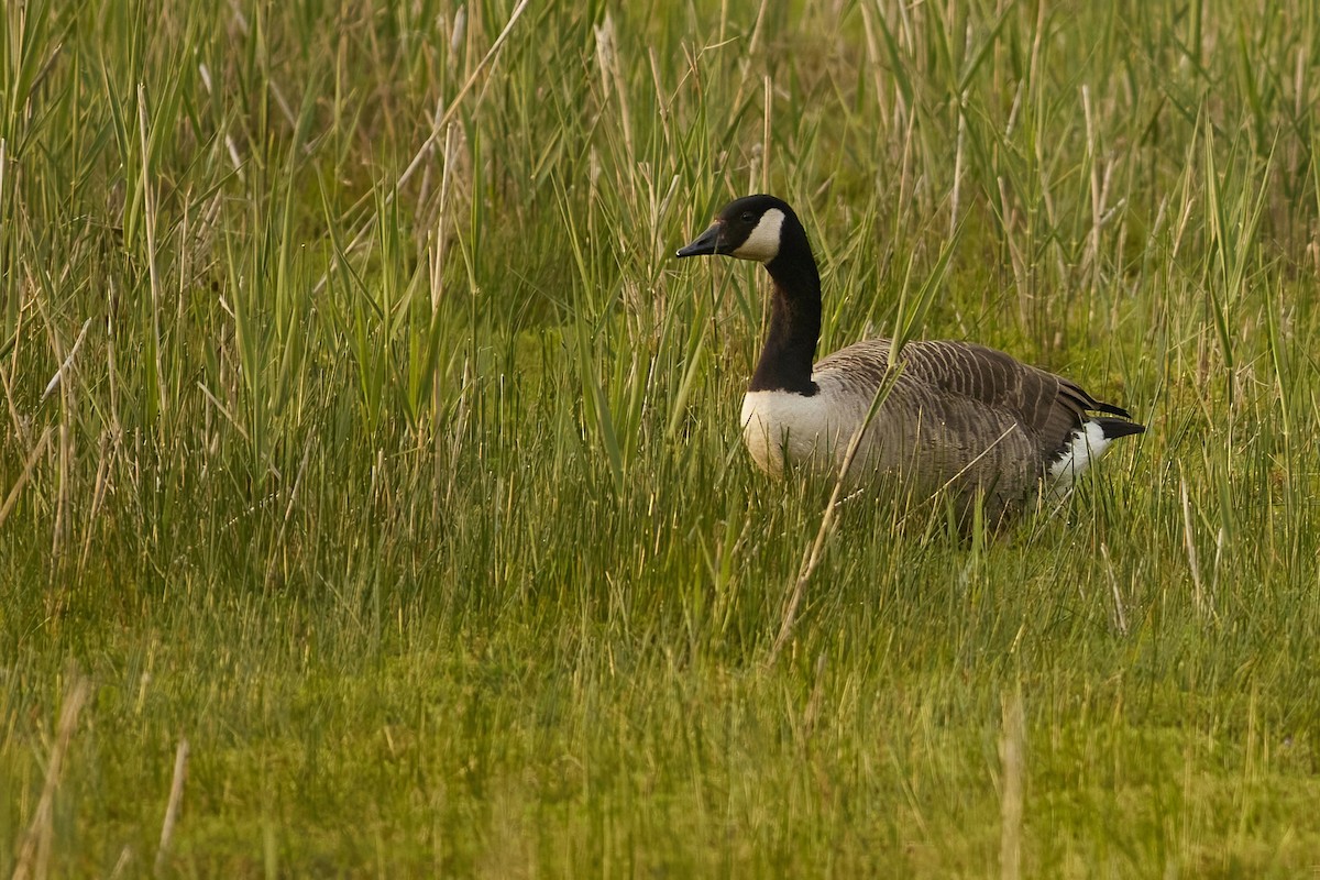 Canada Goose - Niall Bell