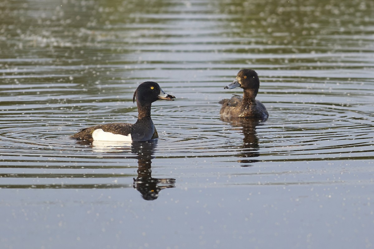 Tufted Duck - ML618681723