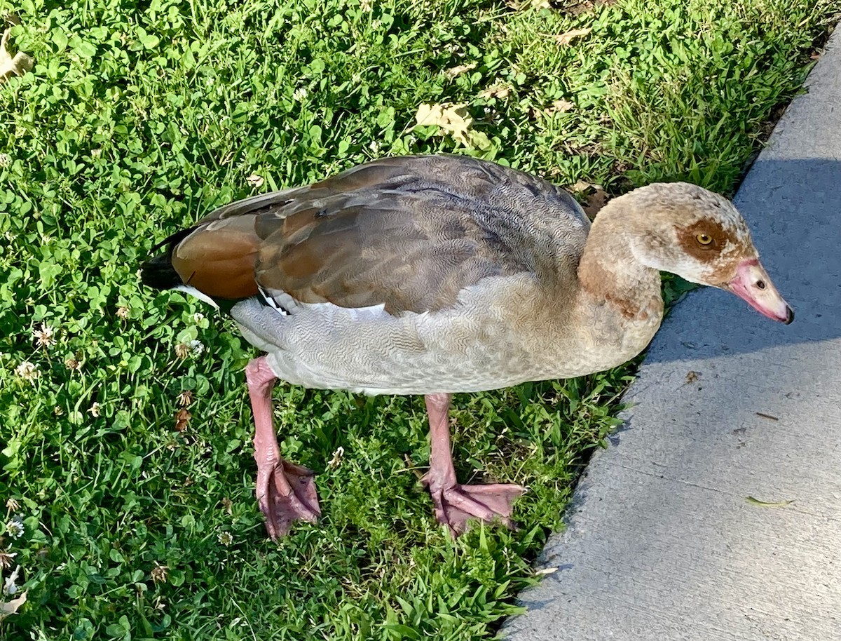 Egyptian Goose - Marie Connors