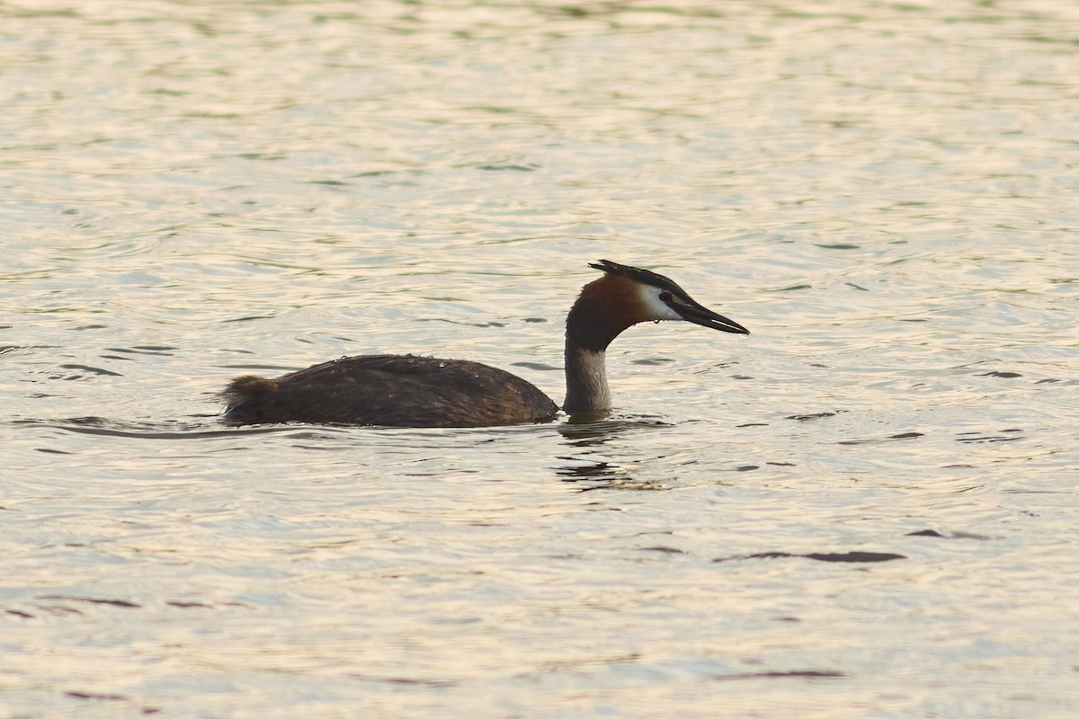 Great Crested Grebe - ML618681727