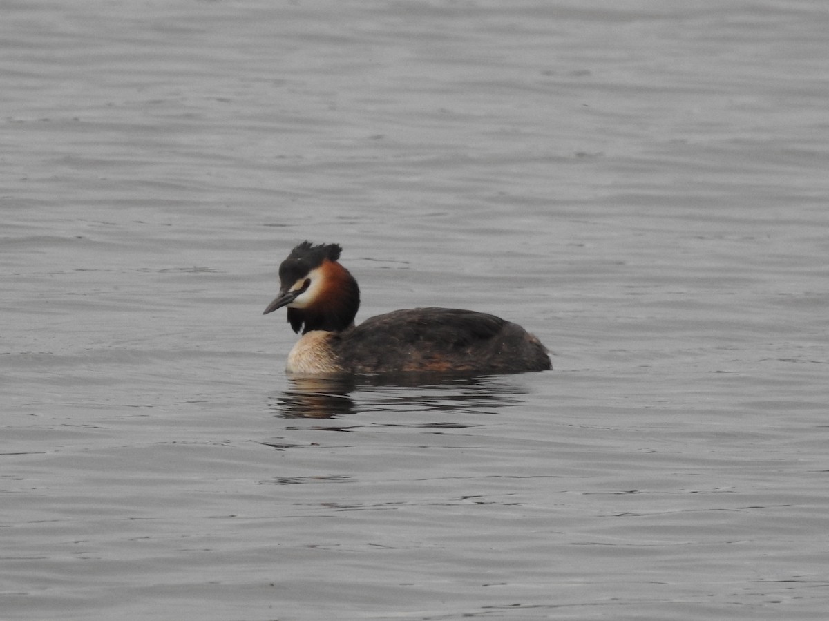 Great Crested Grebe - ML618681755