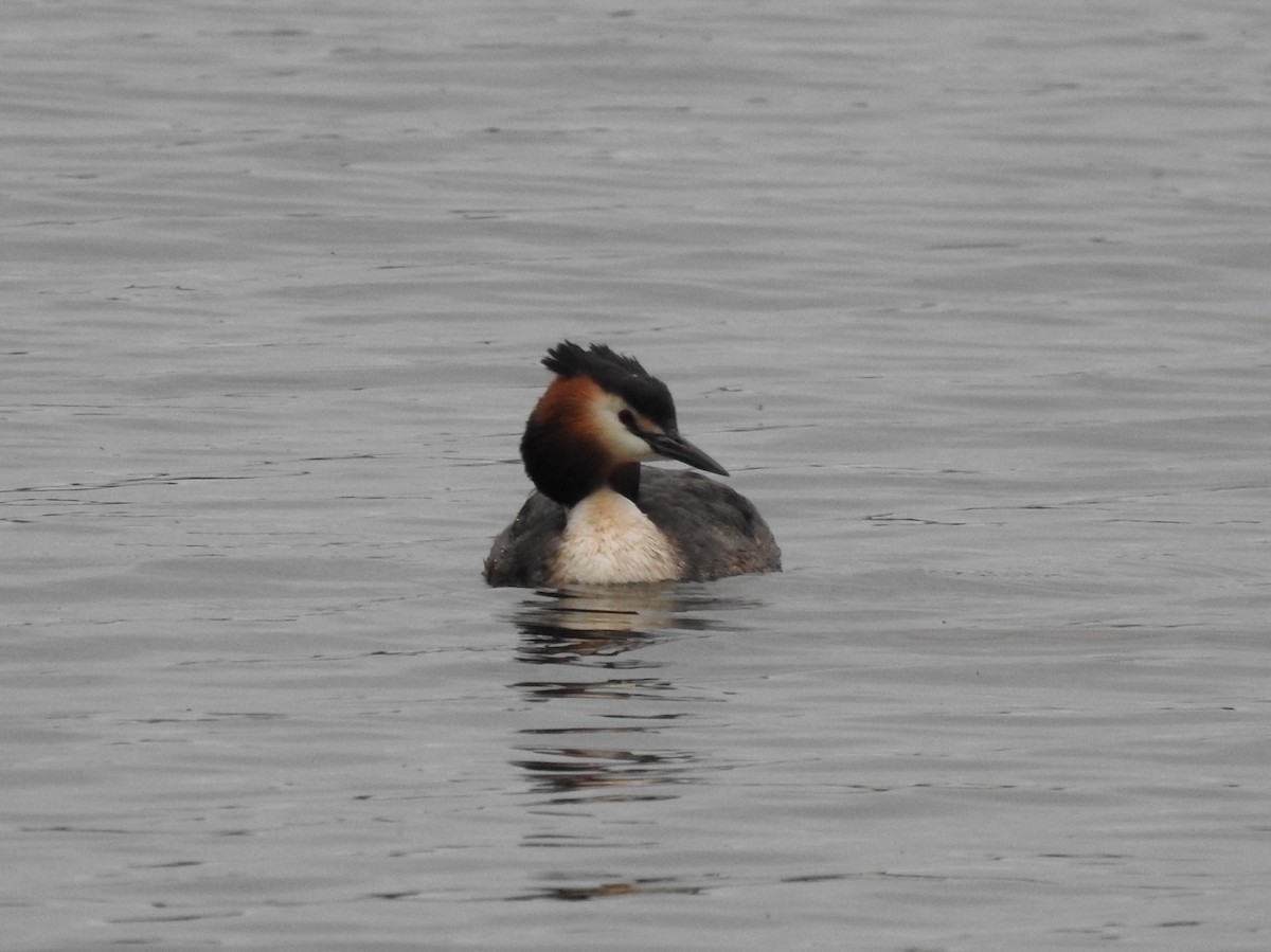 Great Crested Grebe - ML618681756