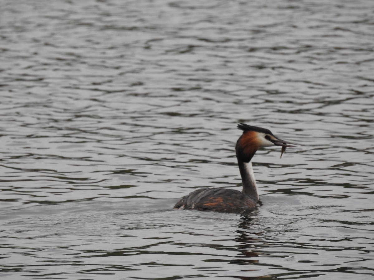 Great Crested Grebe - ML618681758