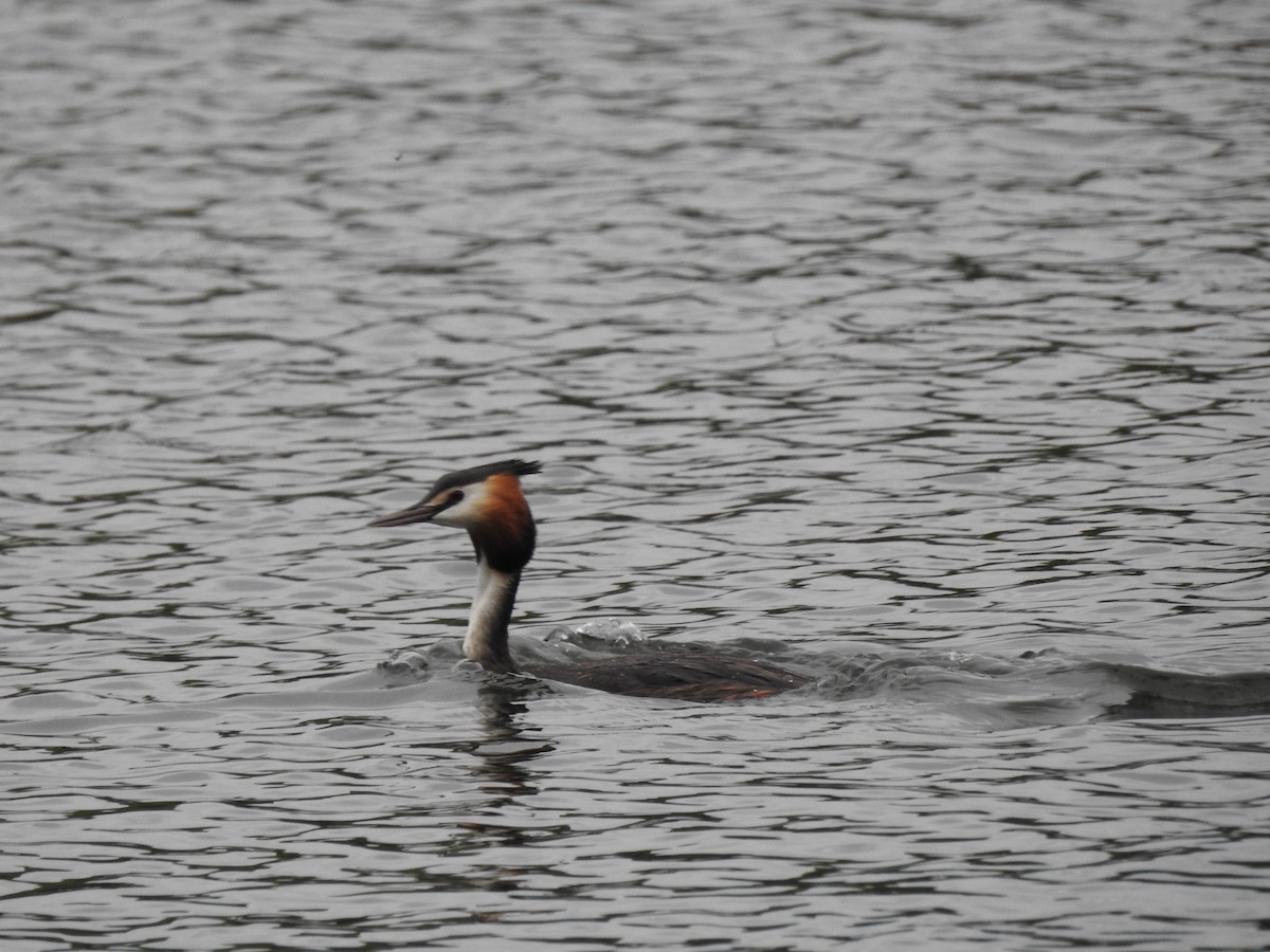 Great Crested Grebe - ML618681759