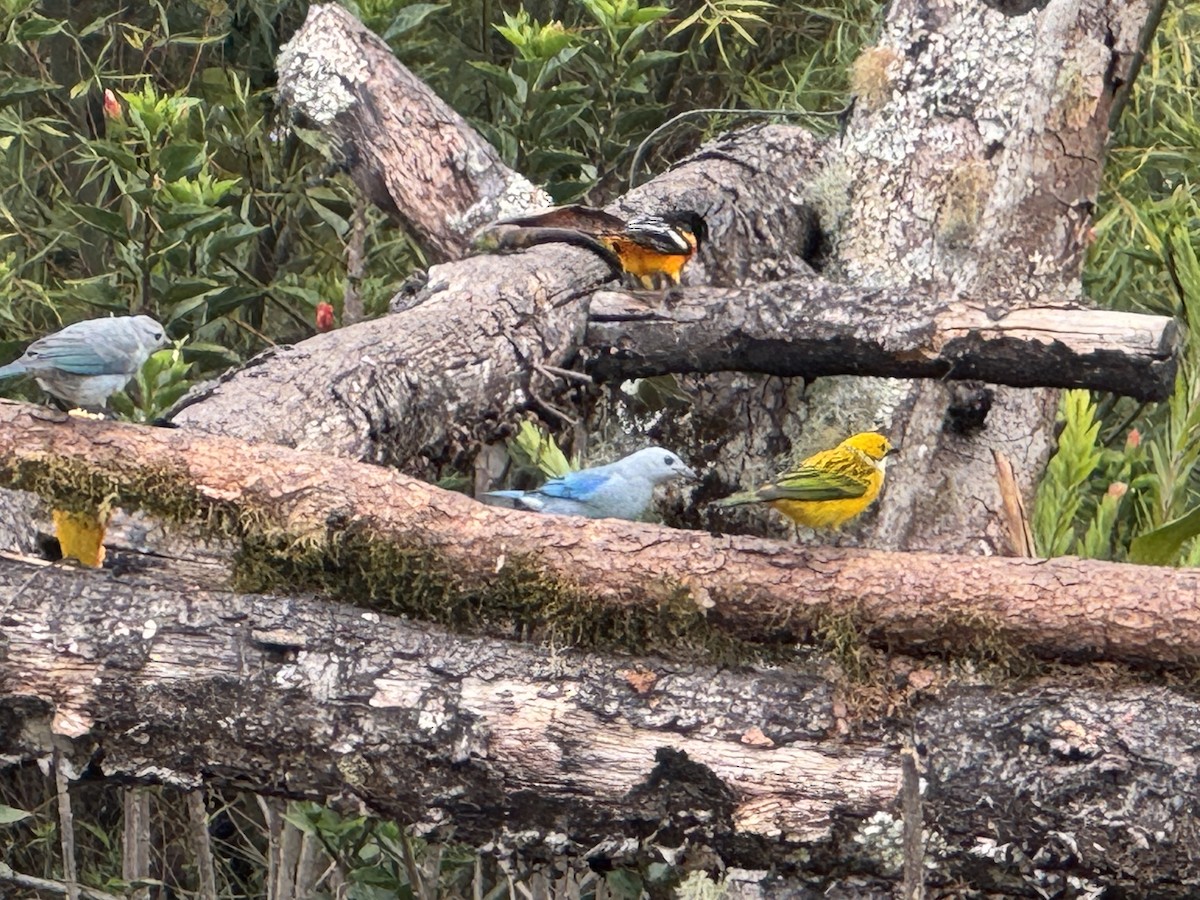 Silver-throated Tanager - ML618681762