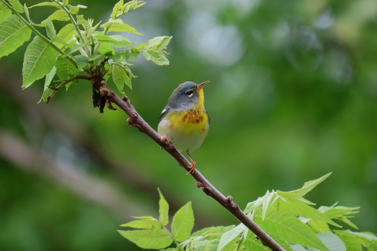 Northern Parula - Terry Swope