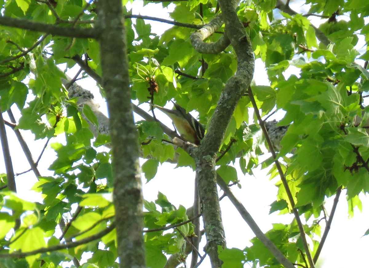 Bay-breasted Warbler - Cynthia Lamb