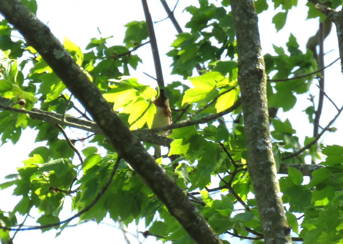 Bay-breasted Warbler - ML618681805