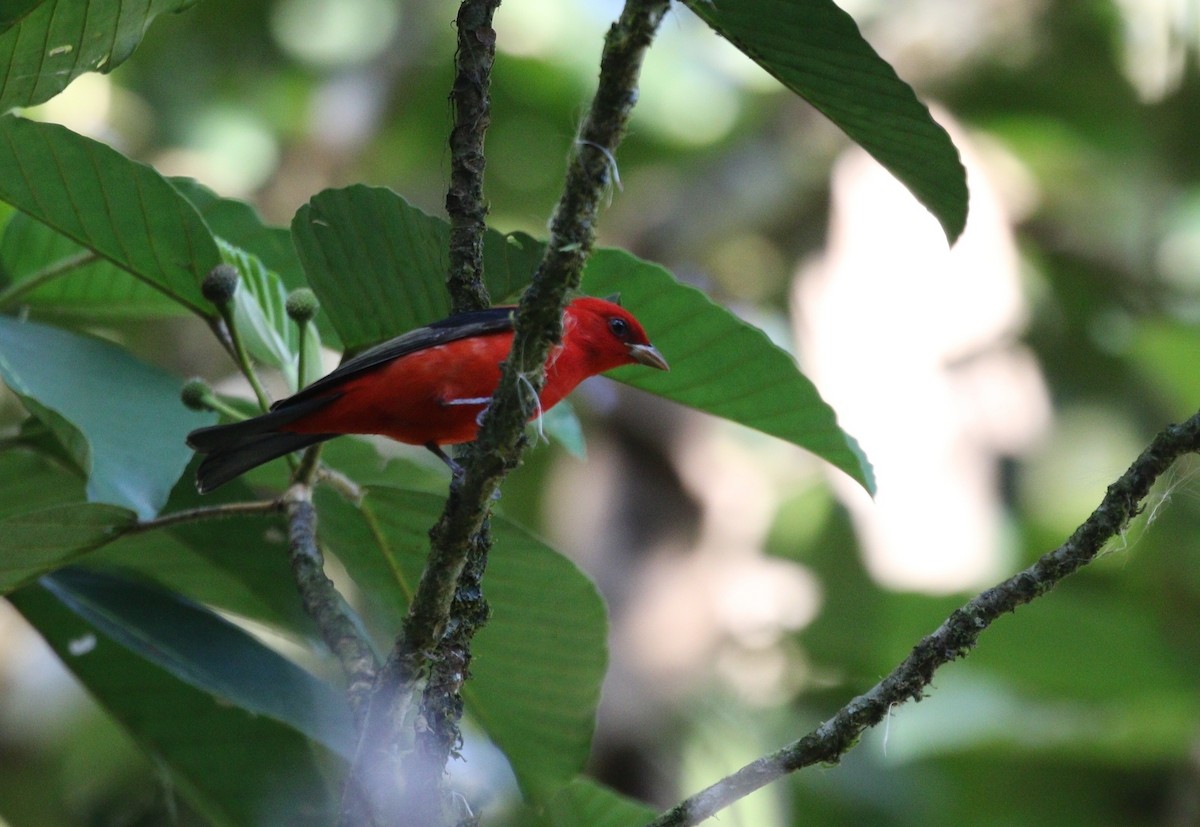 Scarlet Tanager - ML618681814