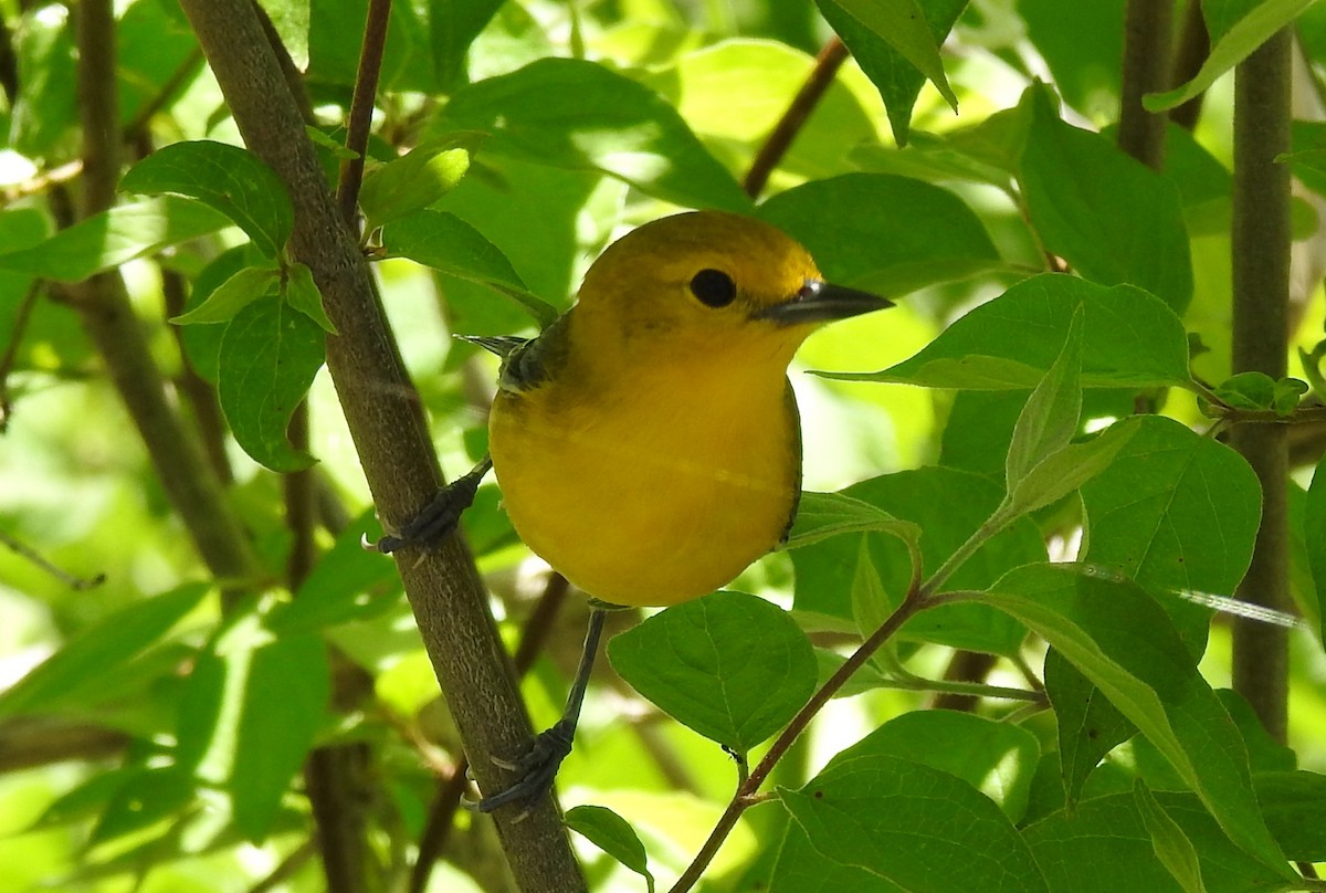 Prothonotary Warbler - ML618681815